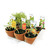 SERRE MON PREMIER JARDIN